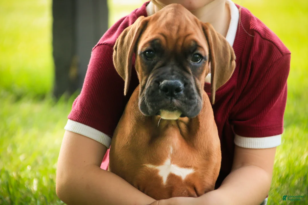 Boxer dogs for sale: Haddie - Ad 1