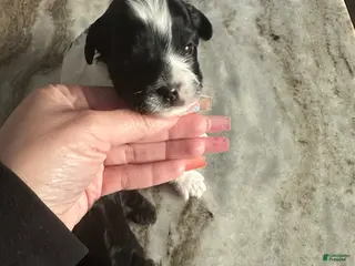 Mixed Breed dogs Mixed Breed Puppy 1 - Ad 20