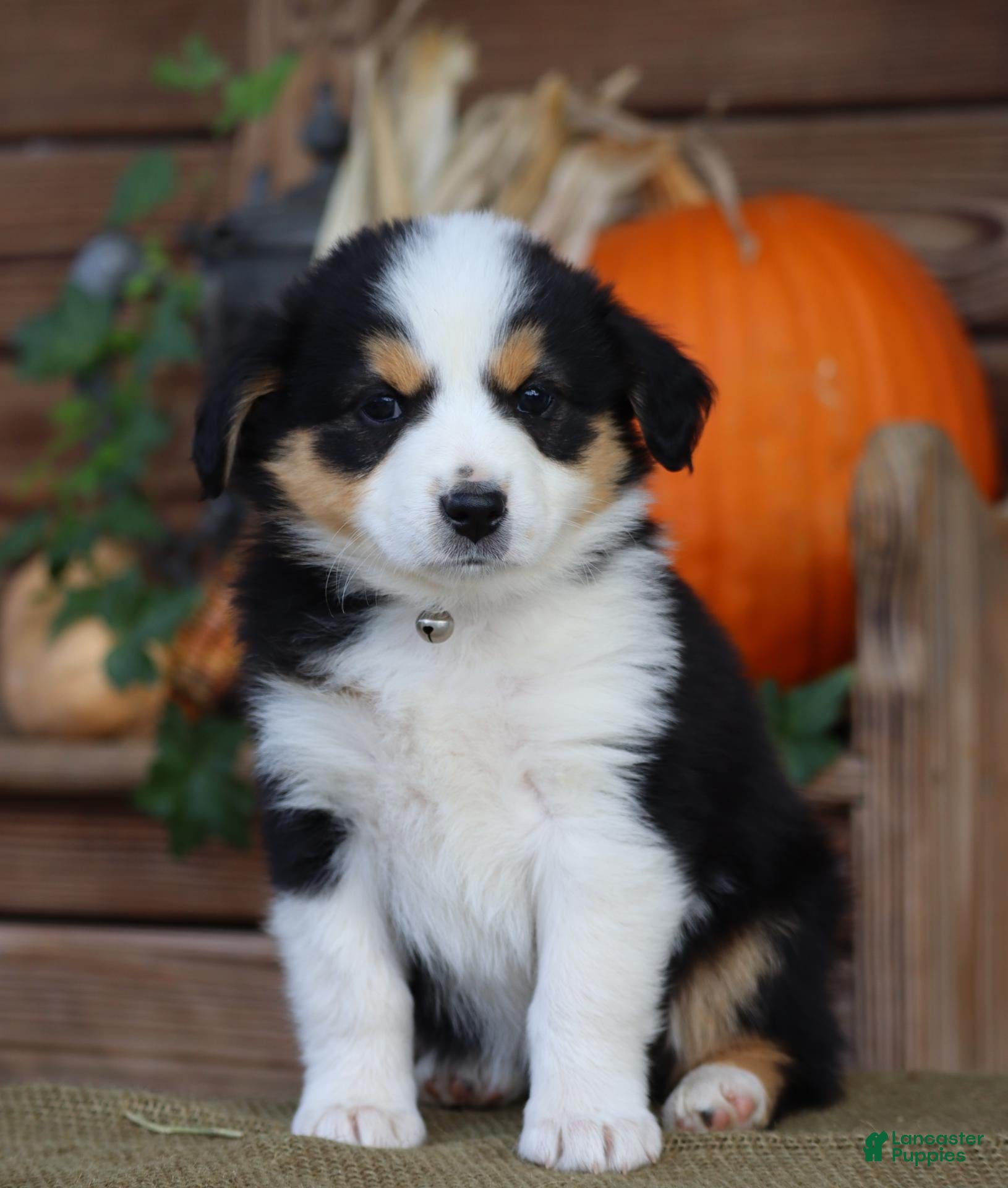 Miniature Australian Shepherd dogs for sale: Cello - Ad 1