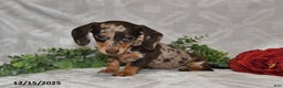 Dachshund dogs for sale: Danielle - Ad 5
