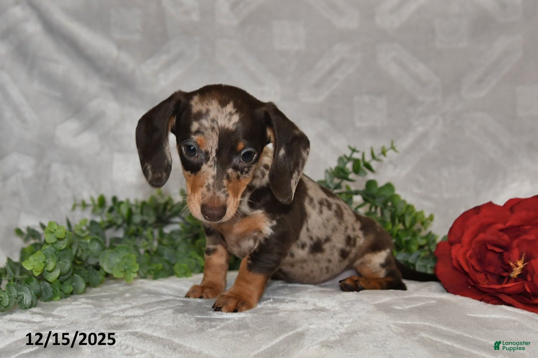 Dachshund dogs for sale: Danielle - Ad 5