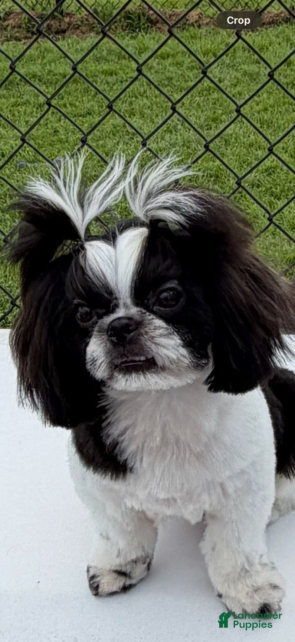 Shih Tzu dogs Max - Ad 1