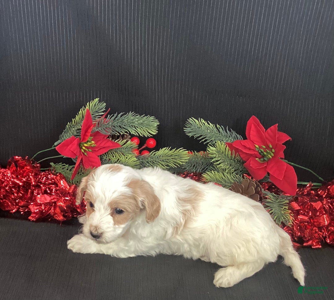 Mini Goldendoodle dogs for sale: Walker - Ad 9