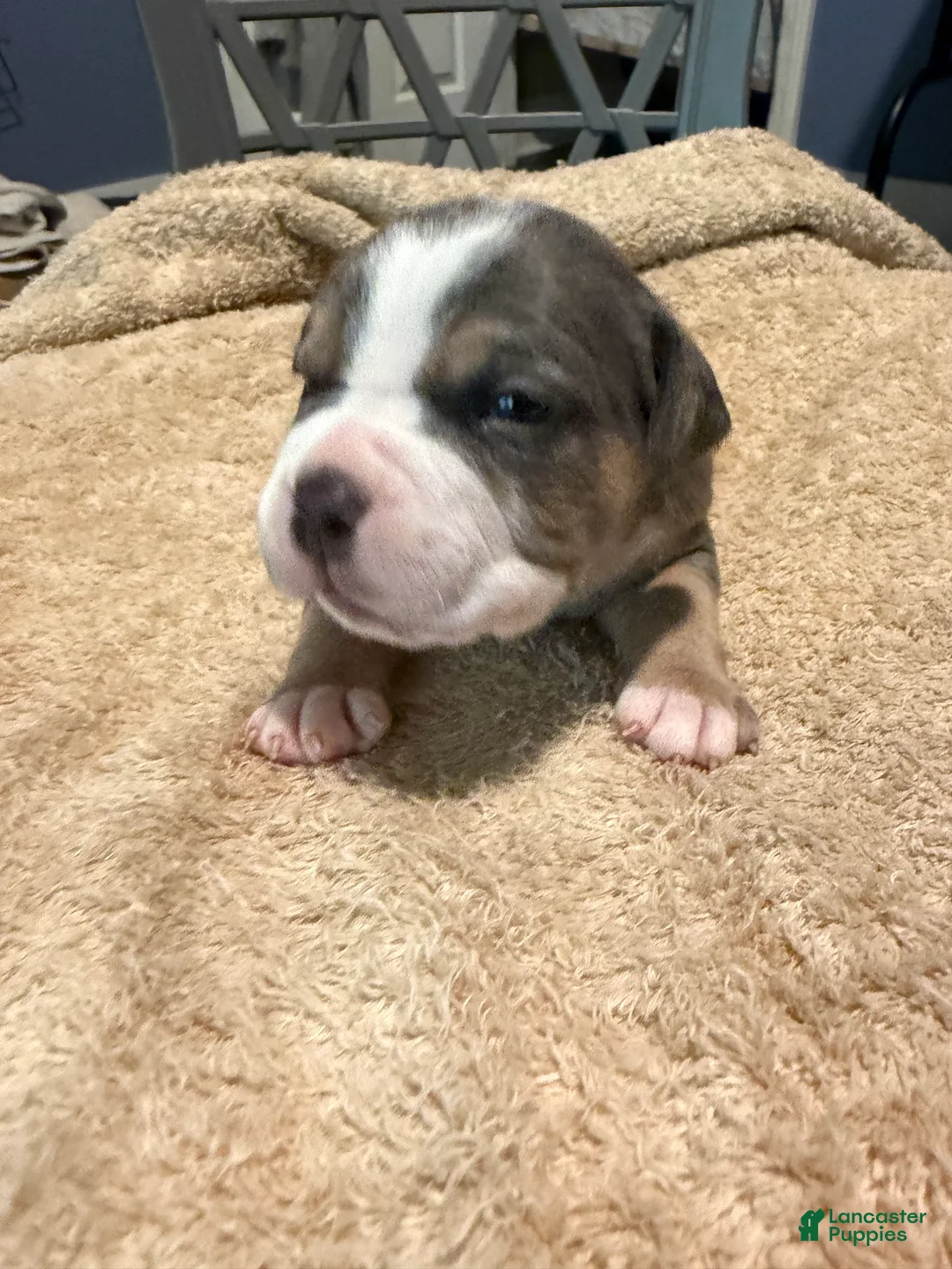 American Bully dogs for sale: Boy 2 - Ad 1