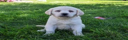 Labrador Retriever dogs for sale: Bubbles - Ad 4