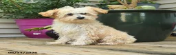 Toy Poodle dogs for sale: Percy - Ad 5