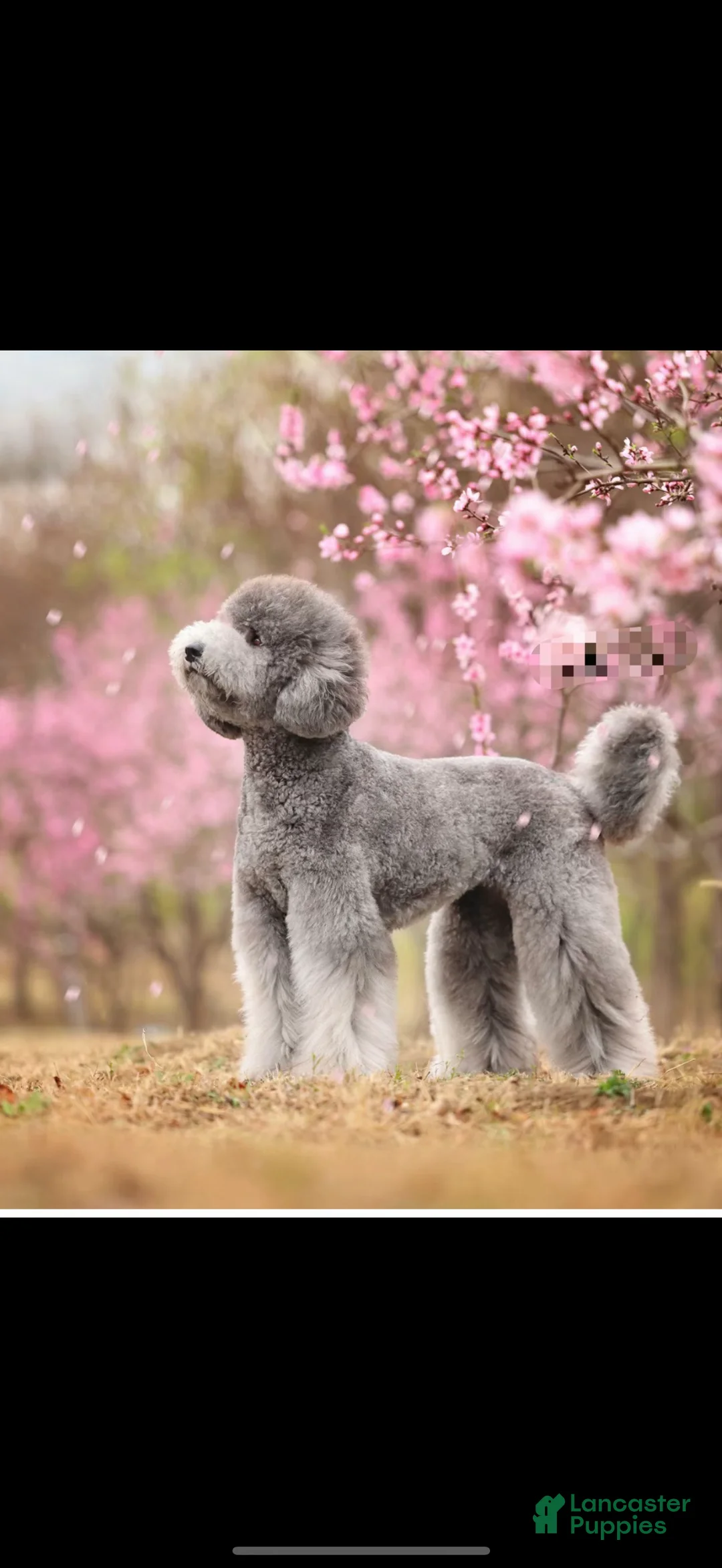 Standard Poodle dogs for sale: Standard Poodle Puppy 4 - Ad 12