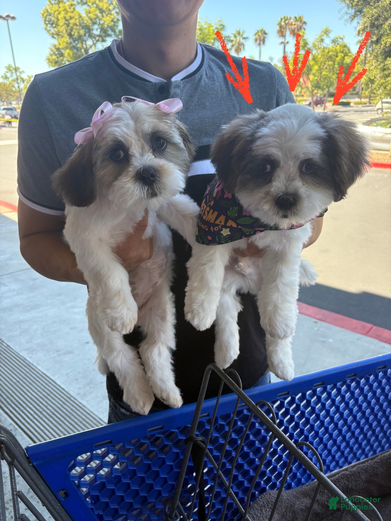 Shih Tzu dogs Oreo - Ad 22