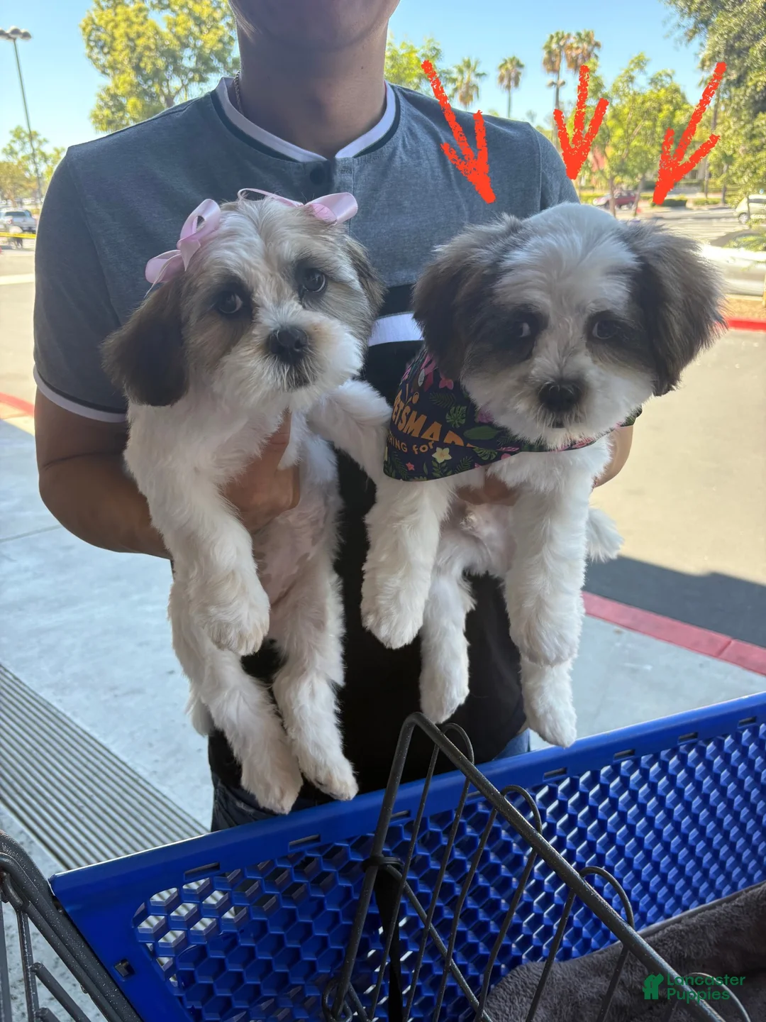 Shih Tzu dogs for sale: Oreo - Ad 1