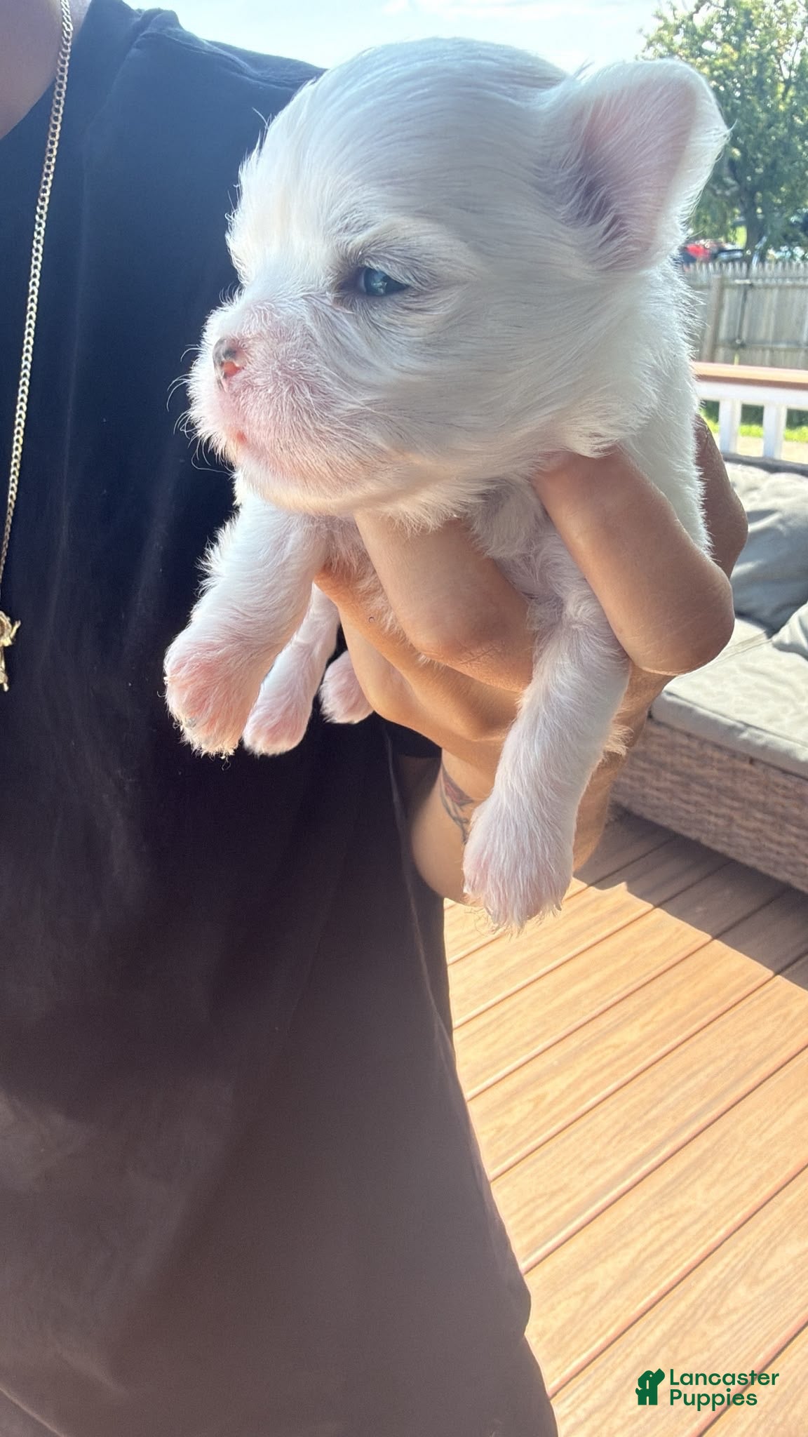 Maltese dogs Blue - Ad 3