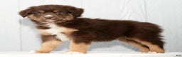 Miniature Australian Shepherd dogs for sale: Derek - Ad 7