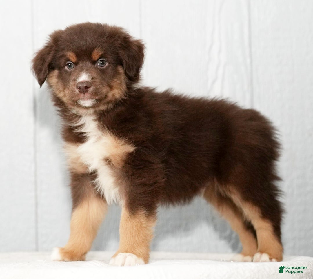 Miniature Australian Shepherd dogs for sale: Derek - Ad 7