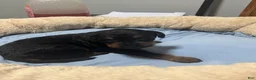 Yorkiepoo dogs for sale: GaGa - Ad 2