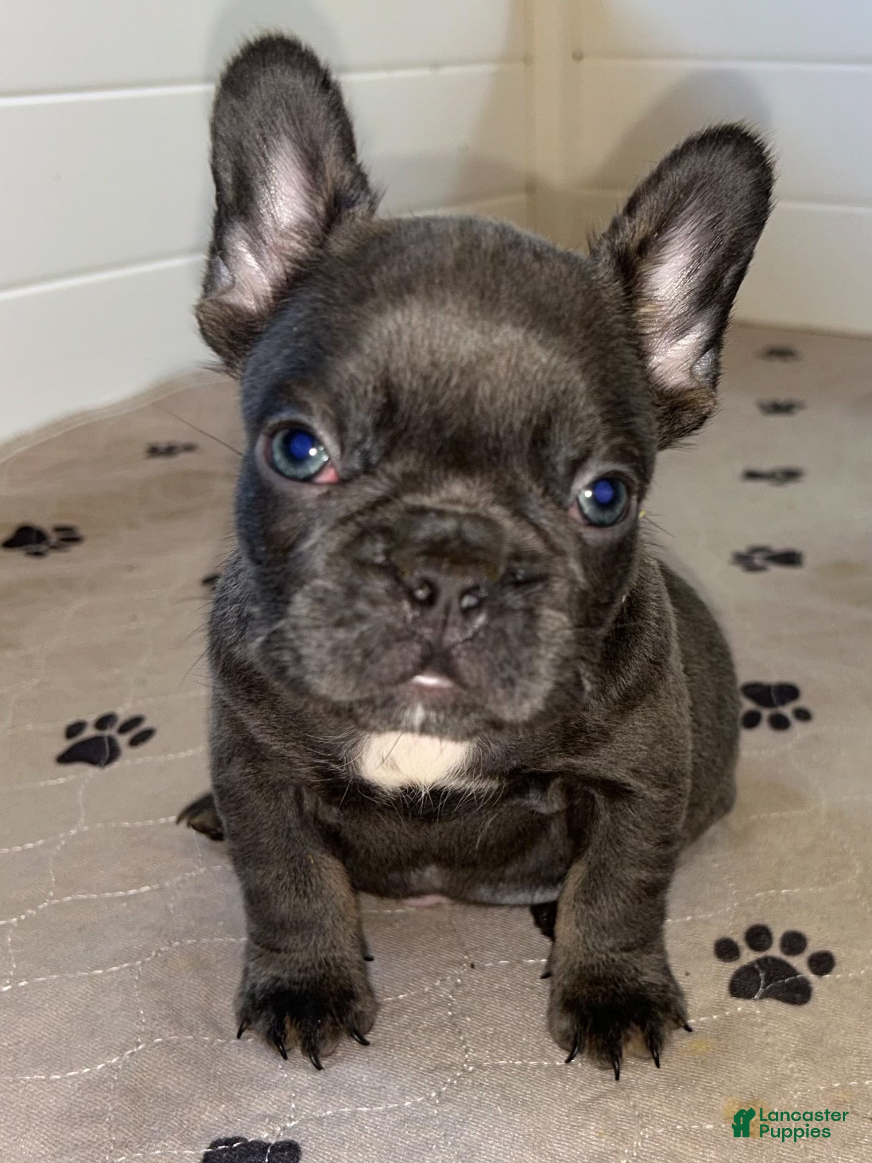 French Bulldog dogs Rex - Ad 1