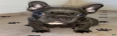Rex