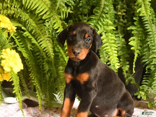 Doberman Pinscher dogs - Ad 38