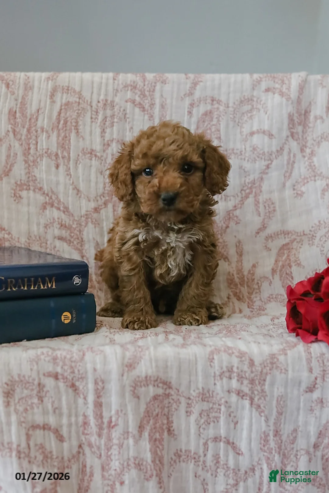 Cockapoo dogs for sale: Joey - Ad 2