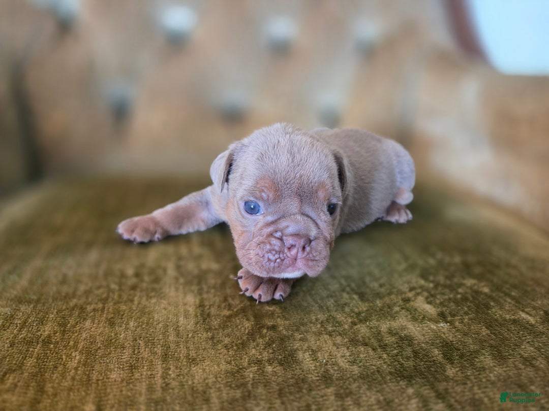 English Bulldog dogs for sale: Tiana - Ad 5