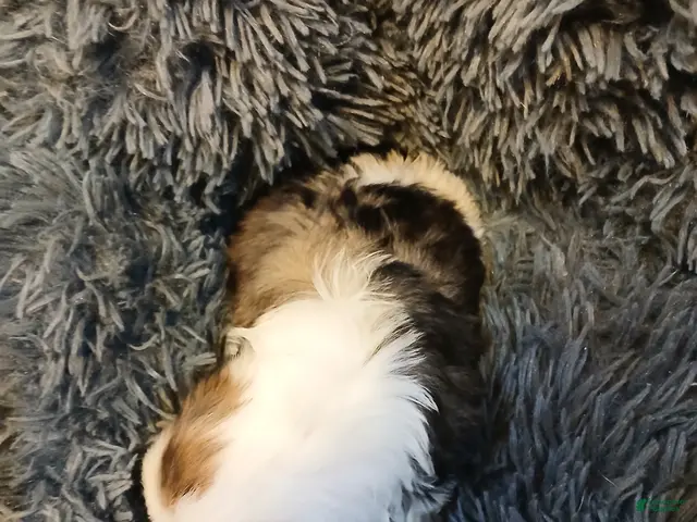 Shih Tzu dogs for sale: Dusty - Ad 1