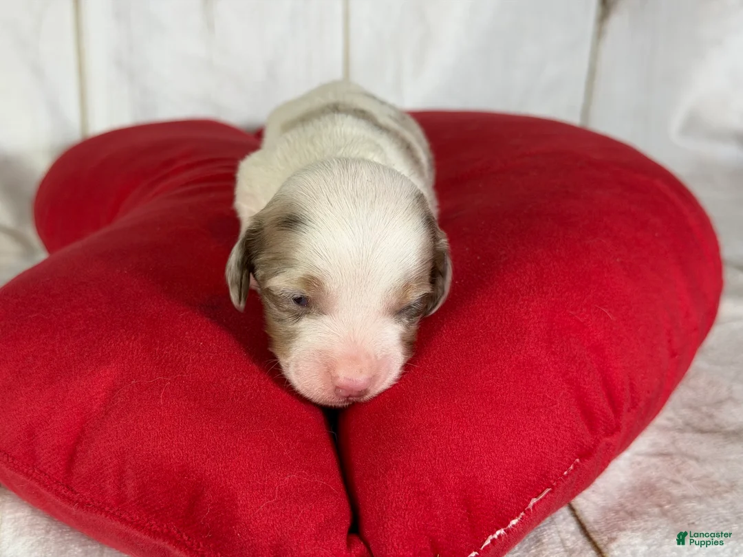 Miniature Dachshund dogs for sale: Akc Flicka LH DNA OFA  - Ad 5