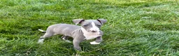 Italian Greyhound dogs for sale: Shane - Ad 1