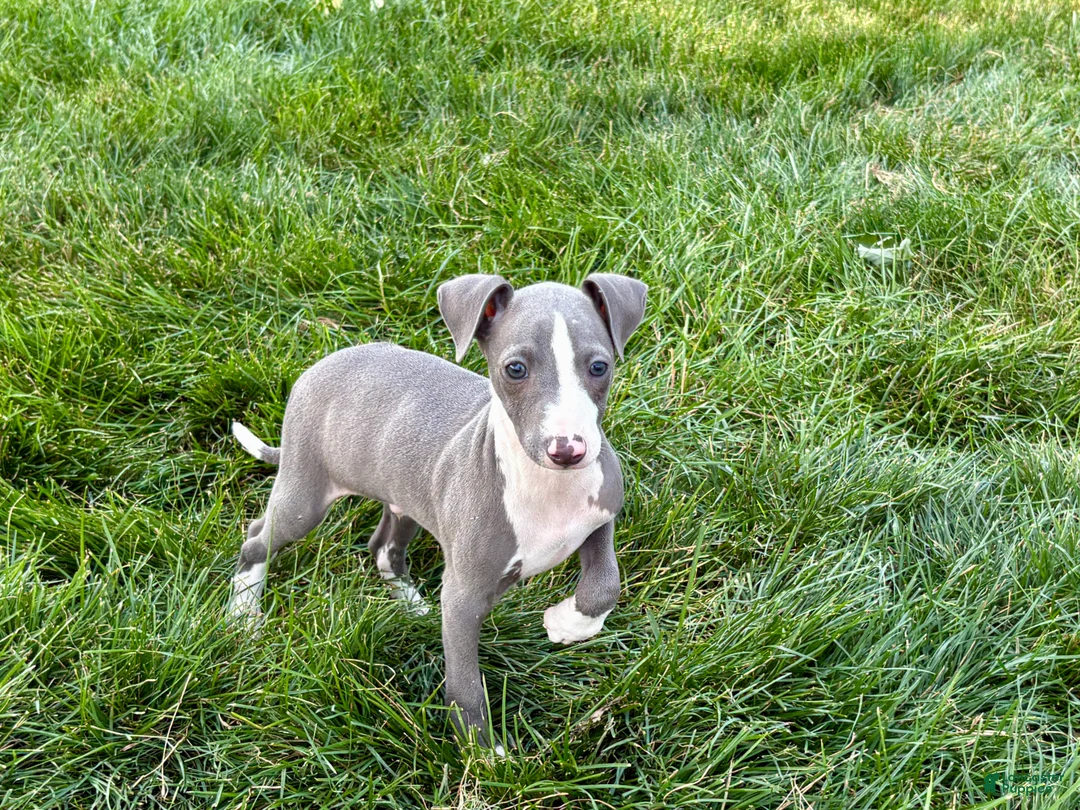 Italian Greyhound dogs for sale: Shane - Ad 1