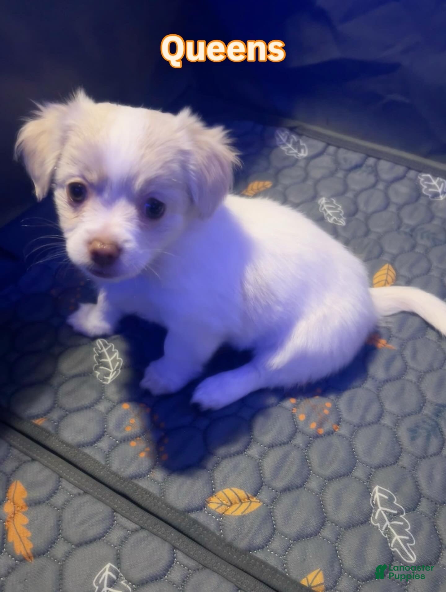 Mixed Breed dogs Queens  - Ad 34