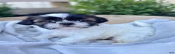 Shih Tzu dogs for sale: AKC Leo - Ad 9