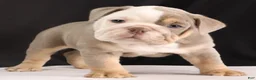 English Bulldog dogs for sale: Toby - Ad 9