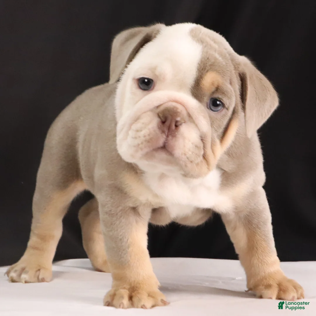 English Bulldog dogs for sale: Toby - Ad 9
