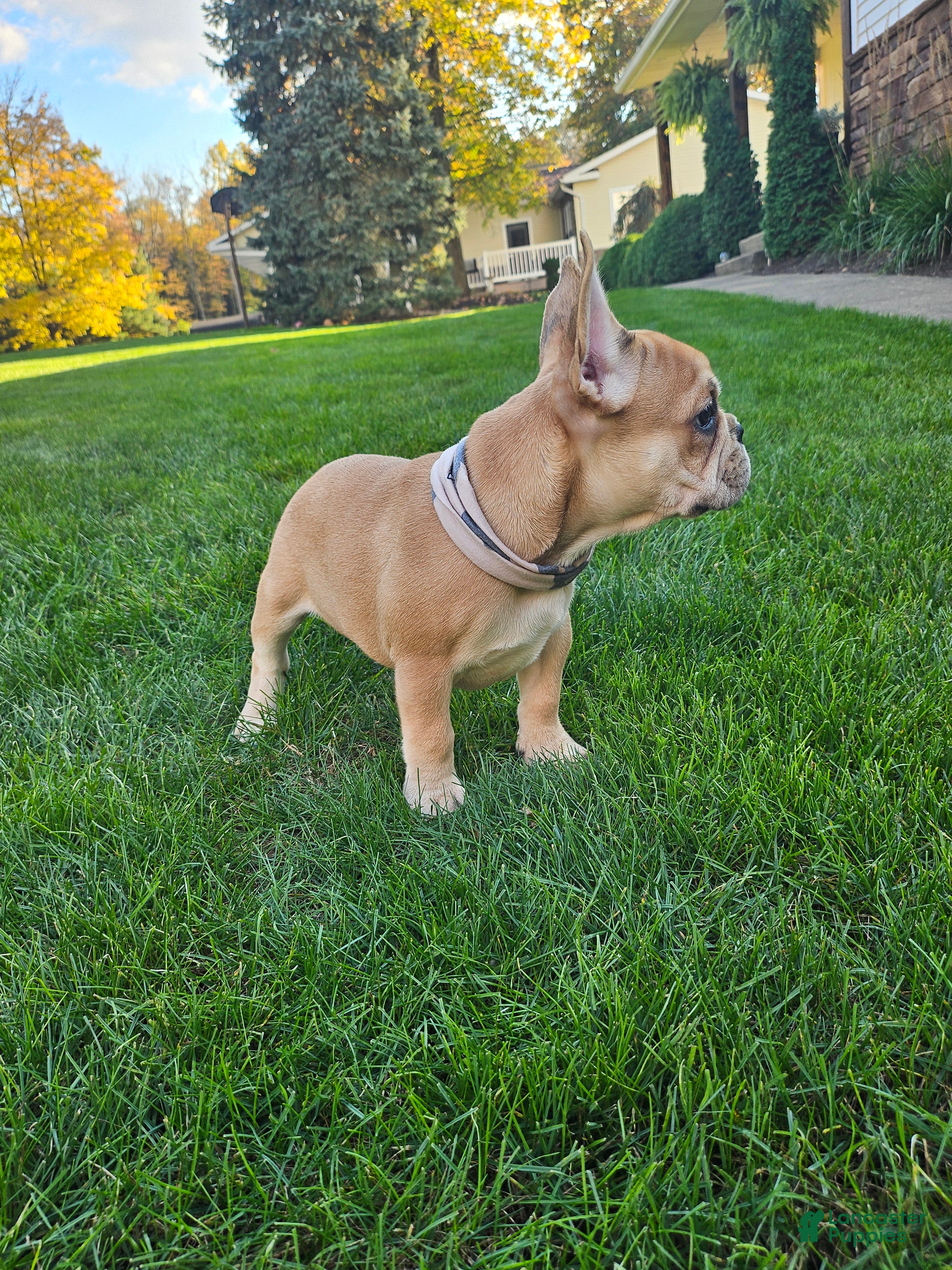 French Bulldog dogs for sale: Kyler - Ad 6