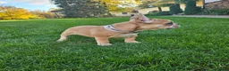 French Bulldog dogs for sale: Kyler - Ad 1