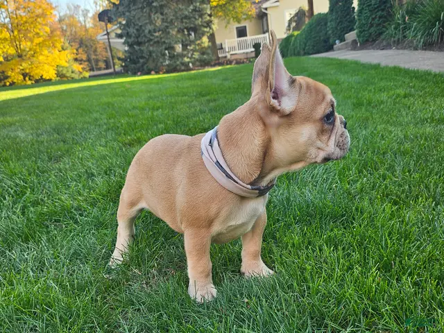French Bulldog dogs for sale: Kyler - Ad 6