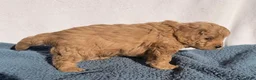 Cavapoo dogs for sale: Rusty - Ad 4