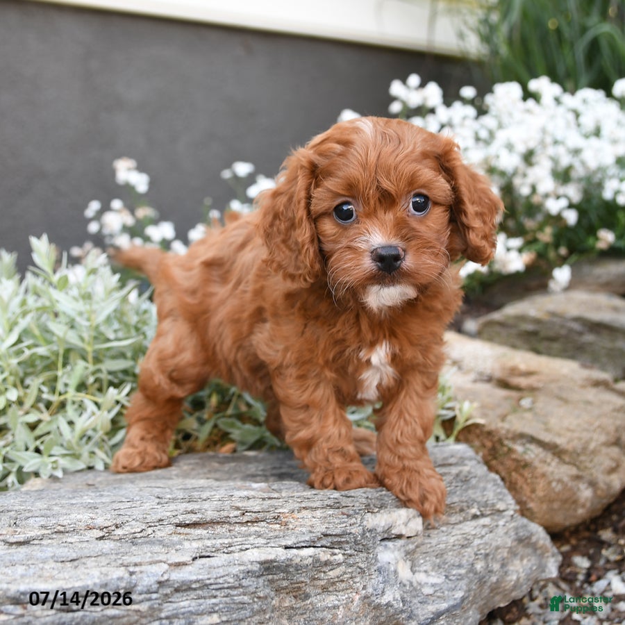 Cavapoo dogs Dallas - Ad 2