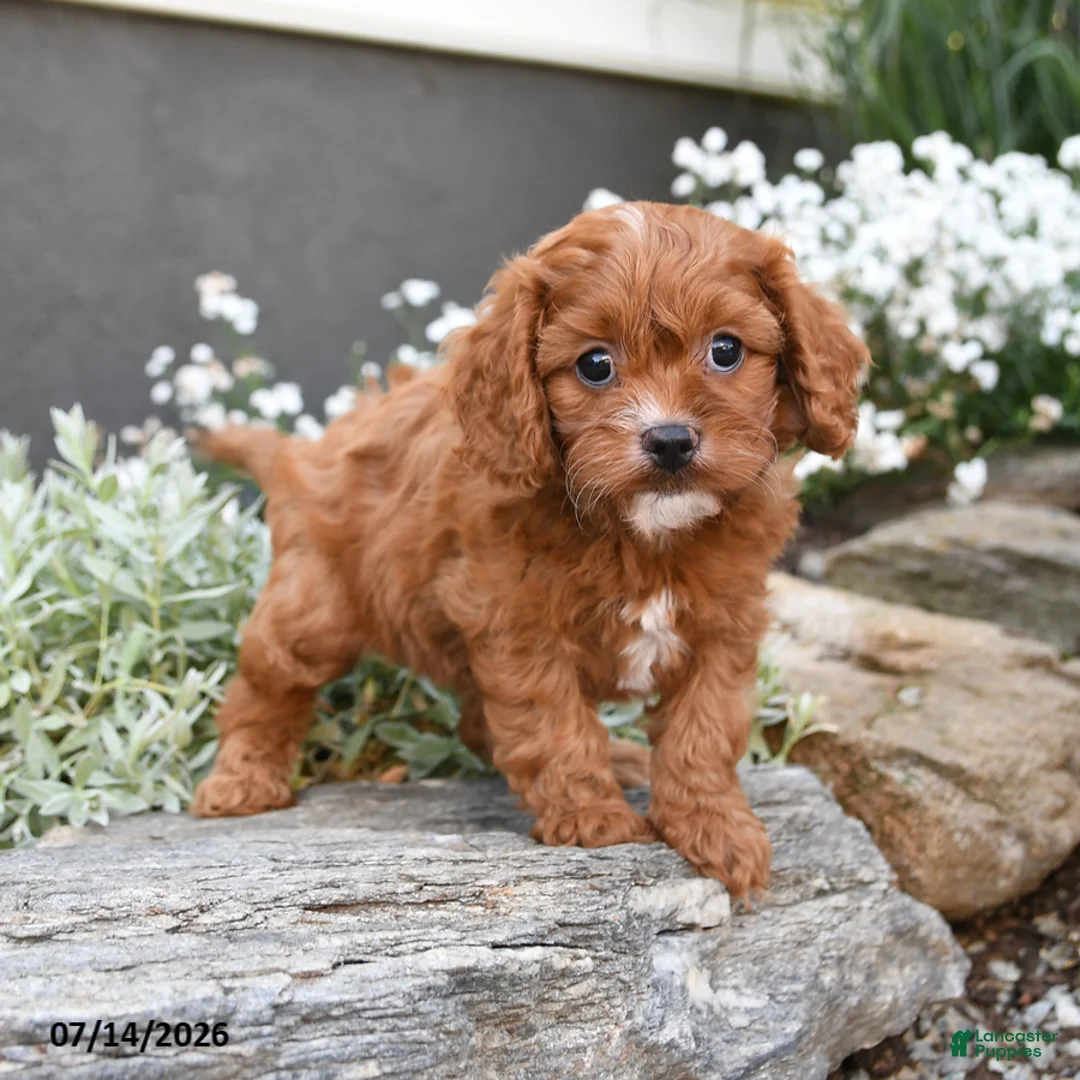 Cavapoo dogs for sale: Dallas - Ad 2