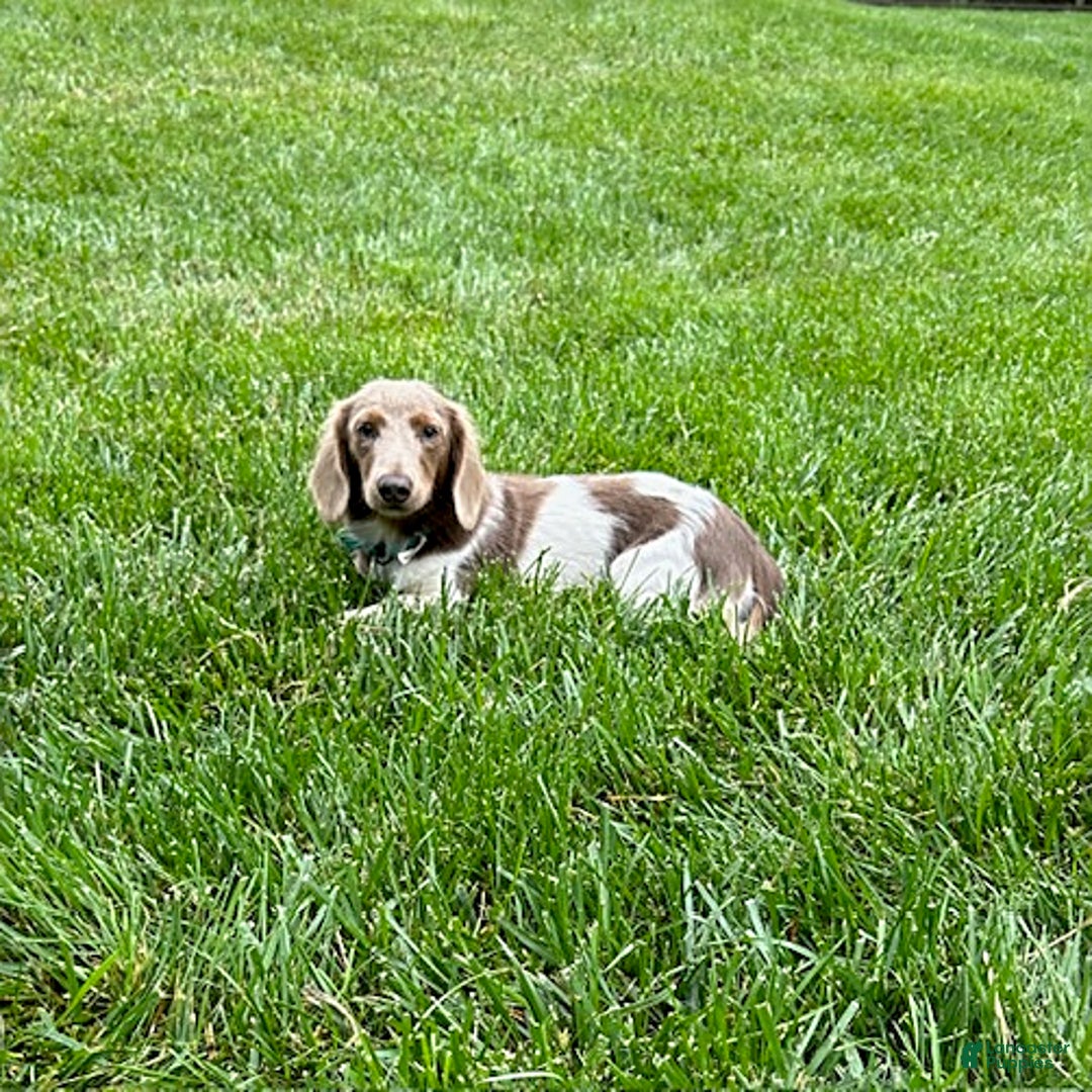 Miniature Dachshund dogs for sale: Harvey - Ad 7