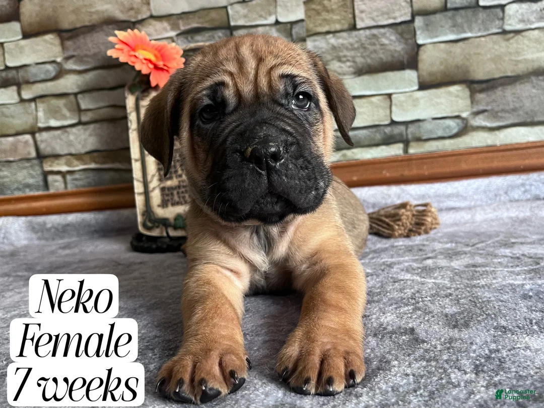 Cane Corso dogs for sale: Neko - Ad 3