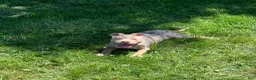 American Bully dogs for sale: Reign  - Ad 2