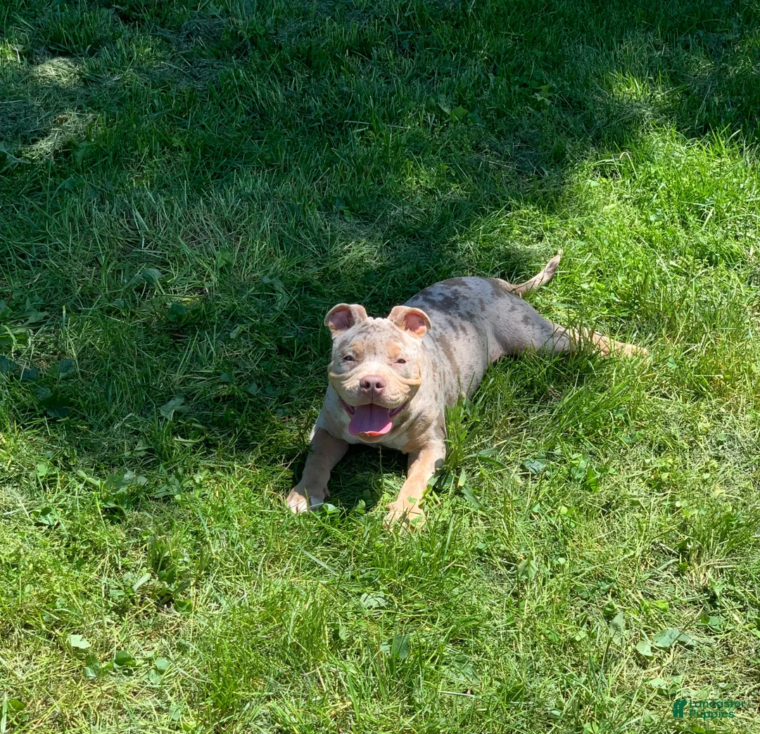 American Bully dogs for sale: Reign  - Ad 2
