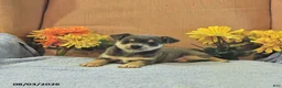 Chihuahua dogs for sale: Sparky   - Ad 3