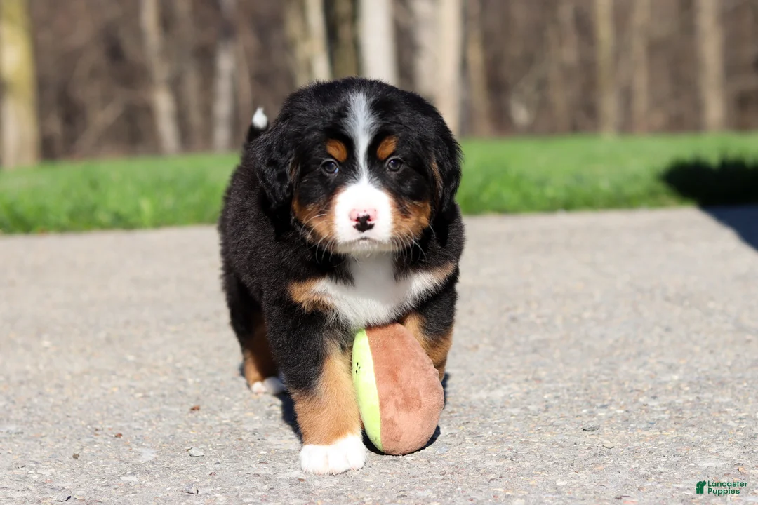 Bernese Mountain Dog dogs for sale: Champ - Ad 11