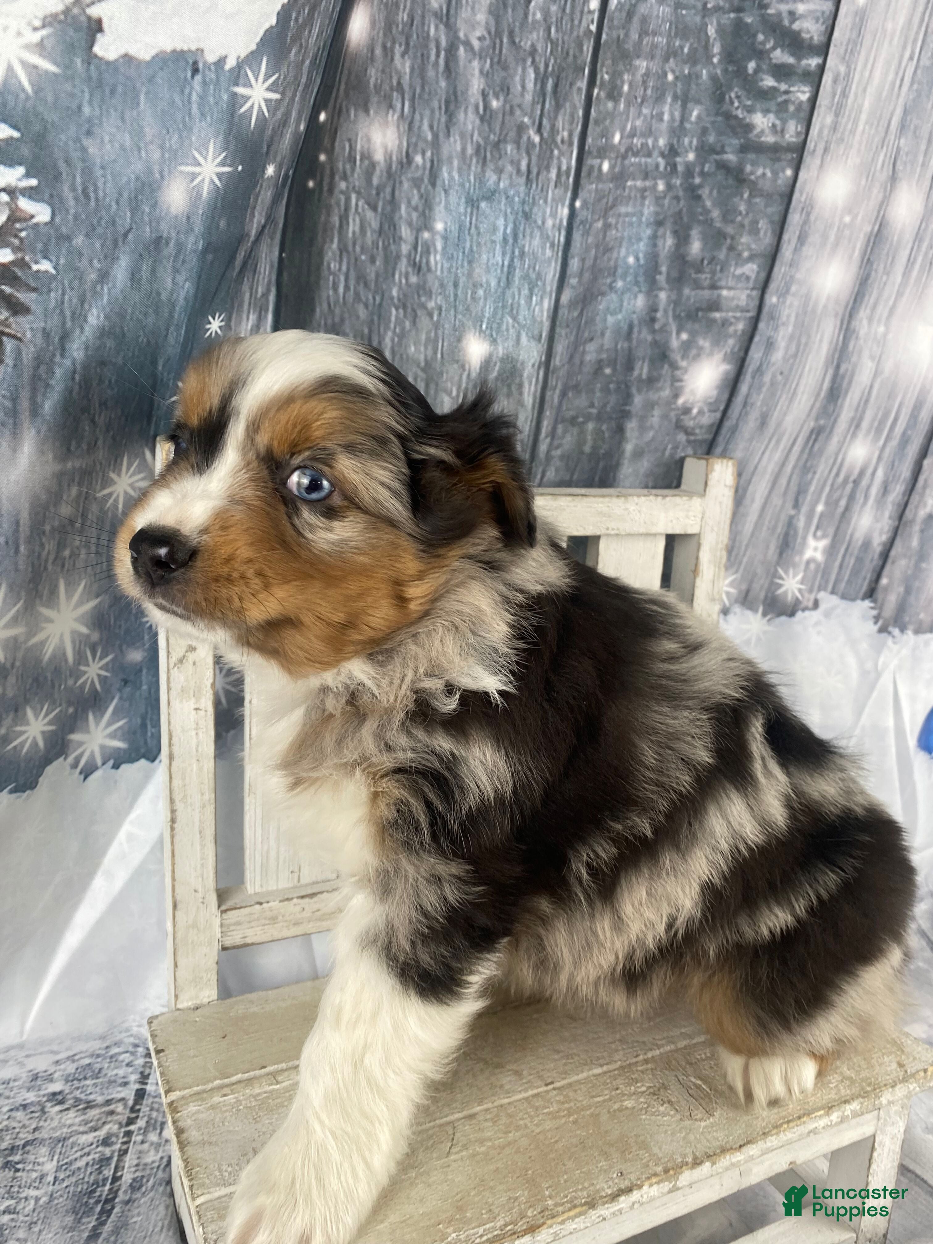 Australian Shepherd dogs Sterling - Ad 11