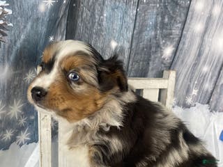Australian Shepherd dogs Sterling - Ad 24