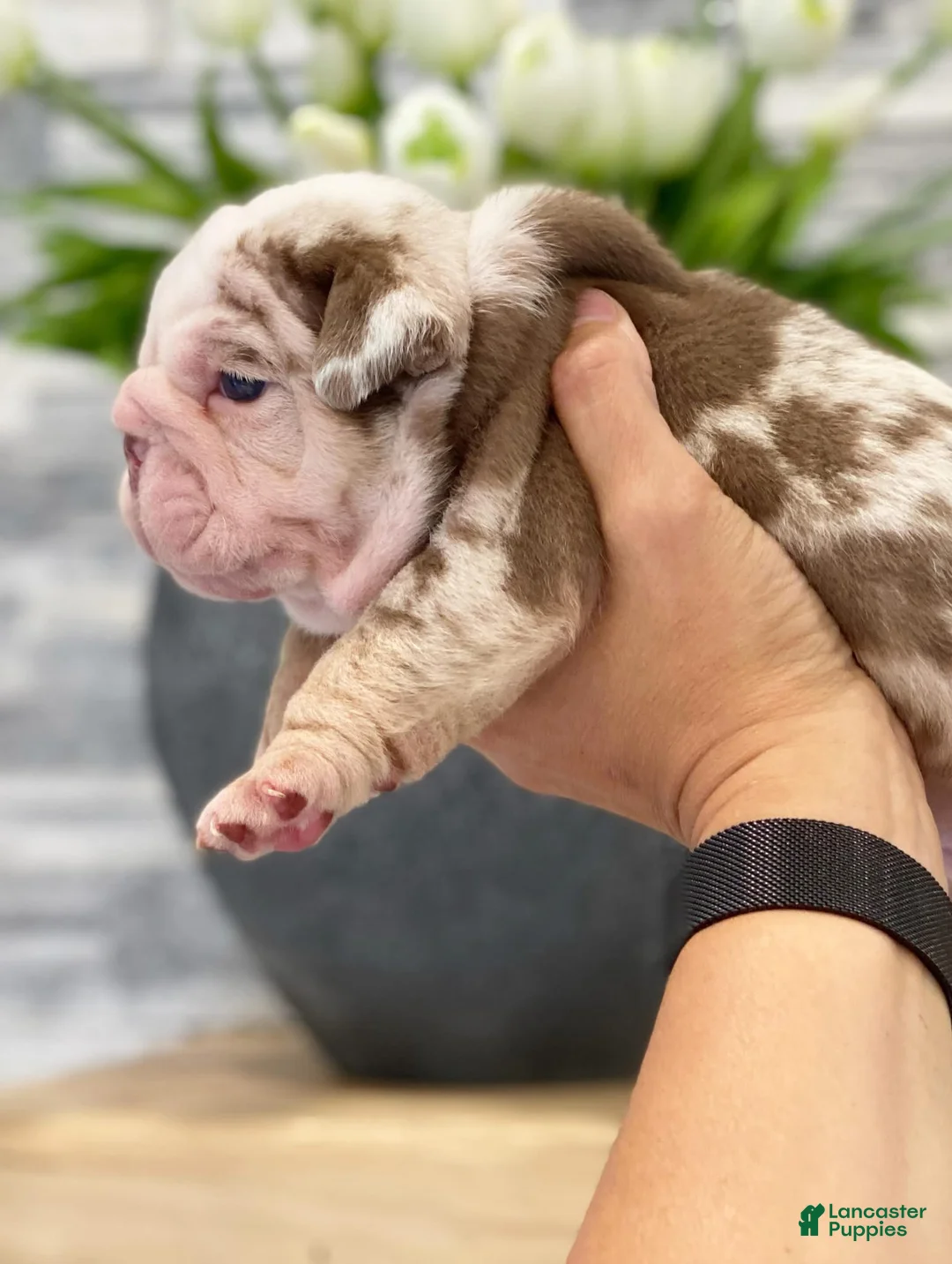 English Bulldog dogs for sale: David - Ad 2