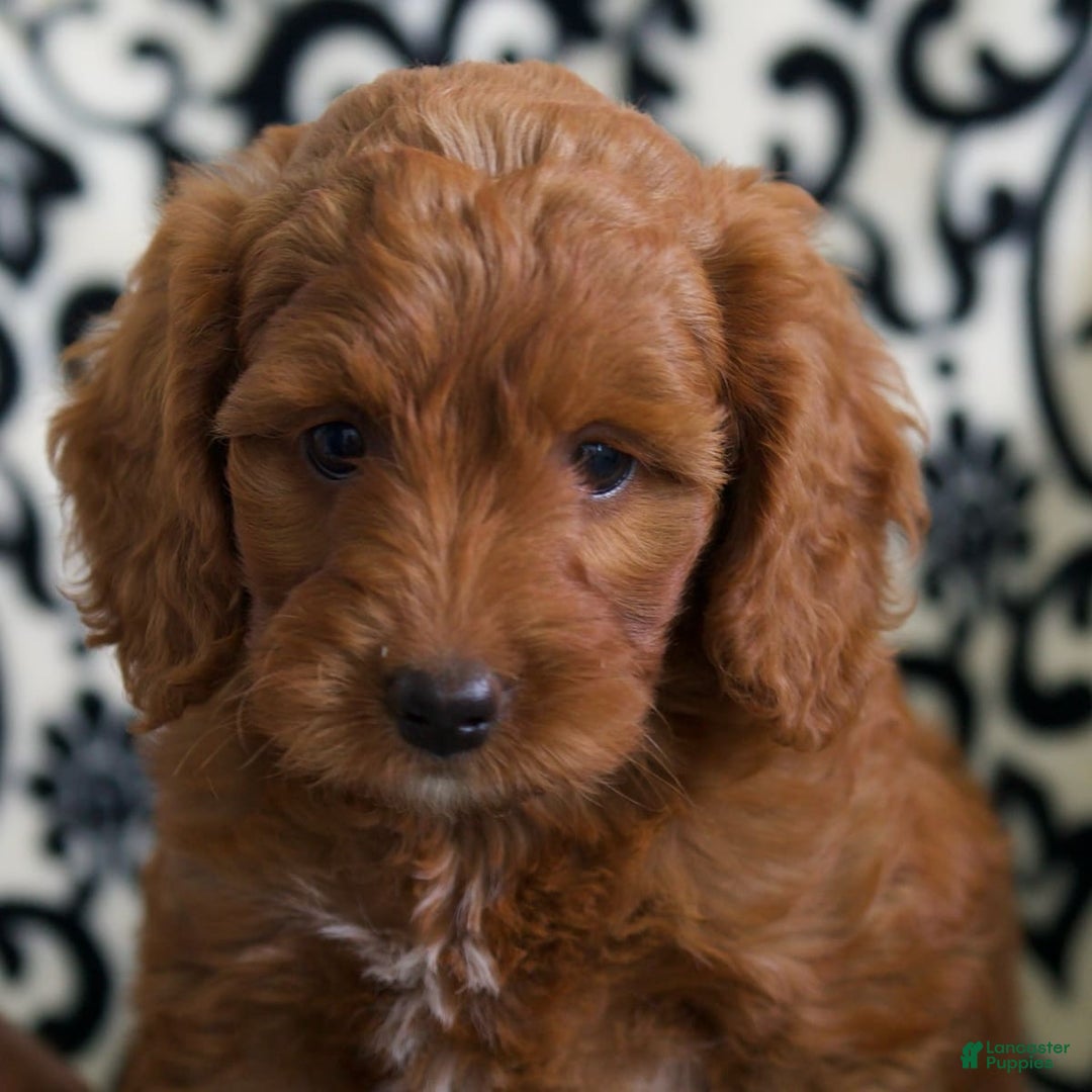 Gallery Image {{count}}