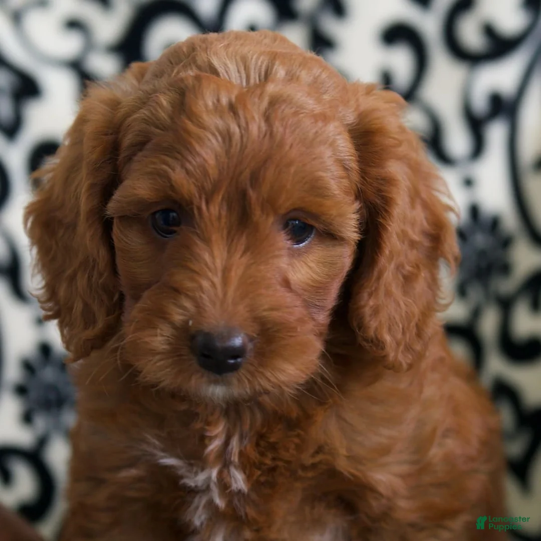 Gallery Image {{count}}