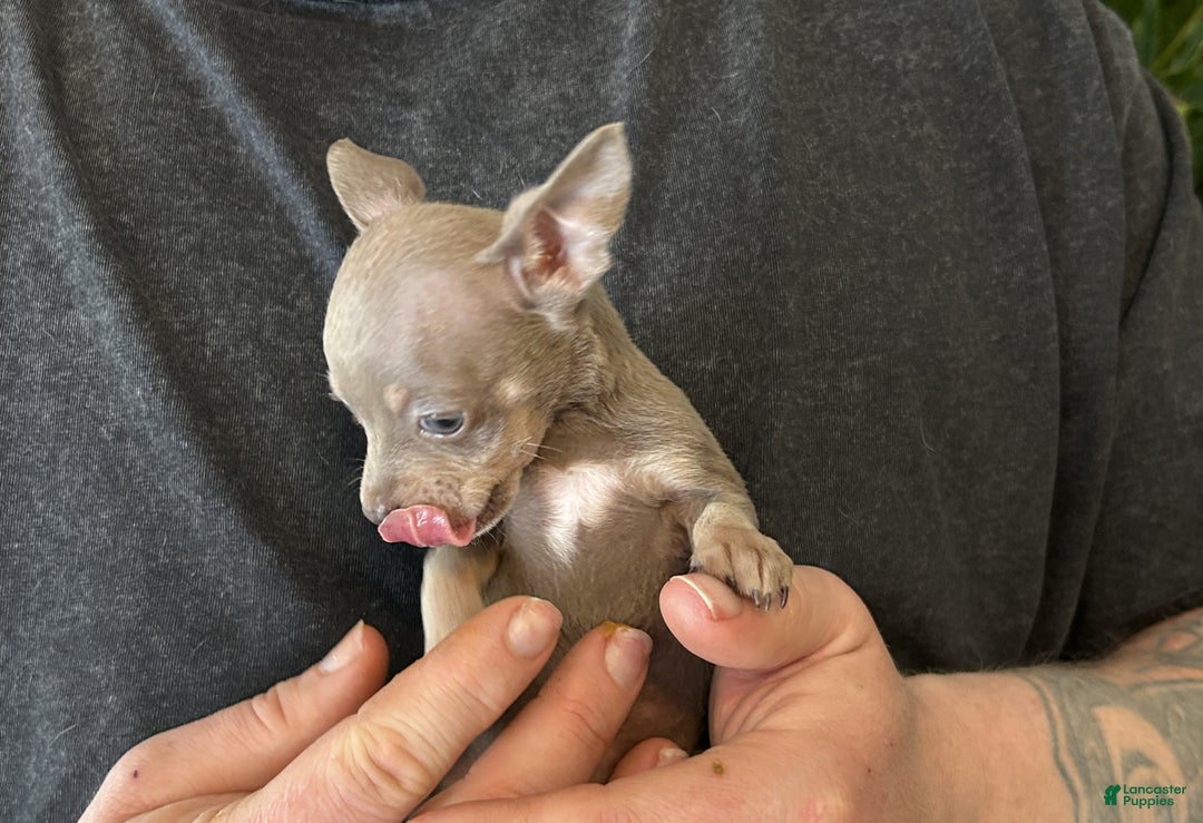 Chihuahua dogs for sale: Lilac Micro - Ad 3