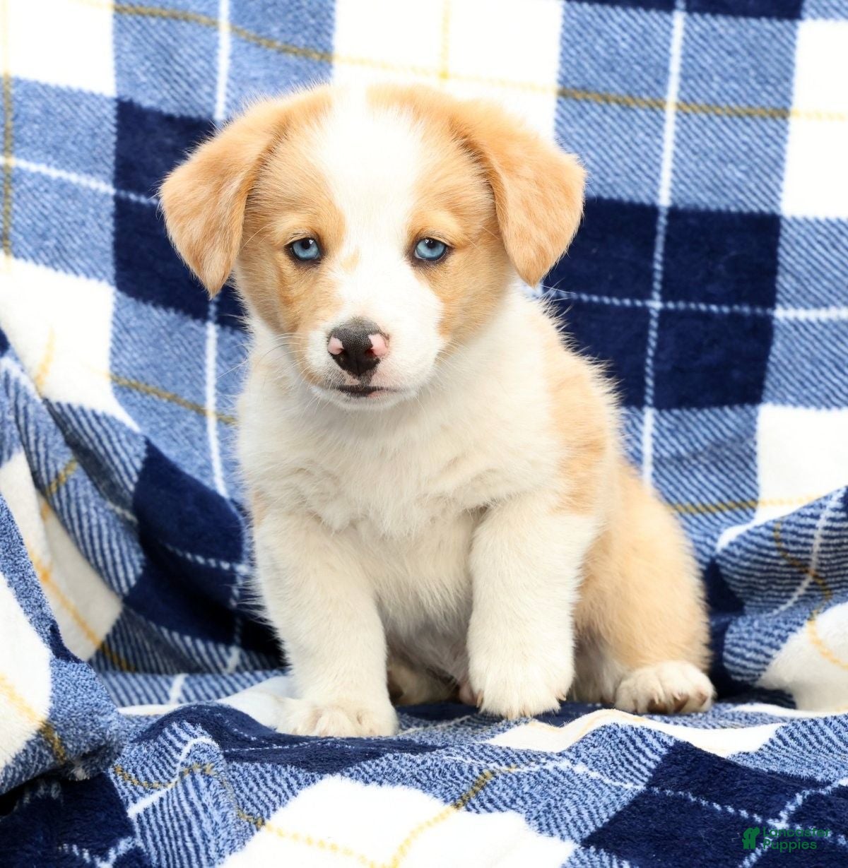 Welsh Corgi Pembroke dogs Boone - Ad 2