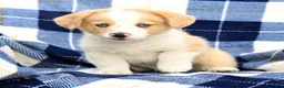 Welsh Corgi Pembroke dogs for sale: Boone - Ad 2